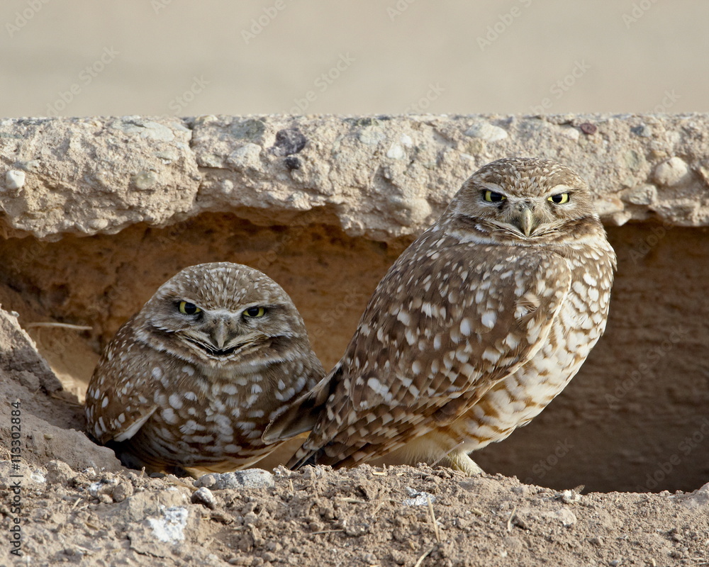 Burrowing owl (Athene cunicularia) pair, Salton Sea, California Burrowing owl (Athene cunicularia) pair, Salton Sea, California