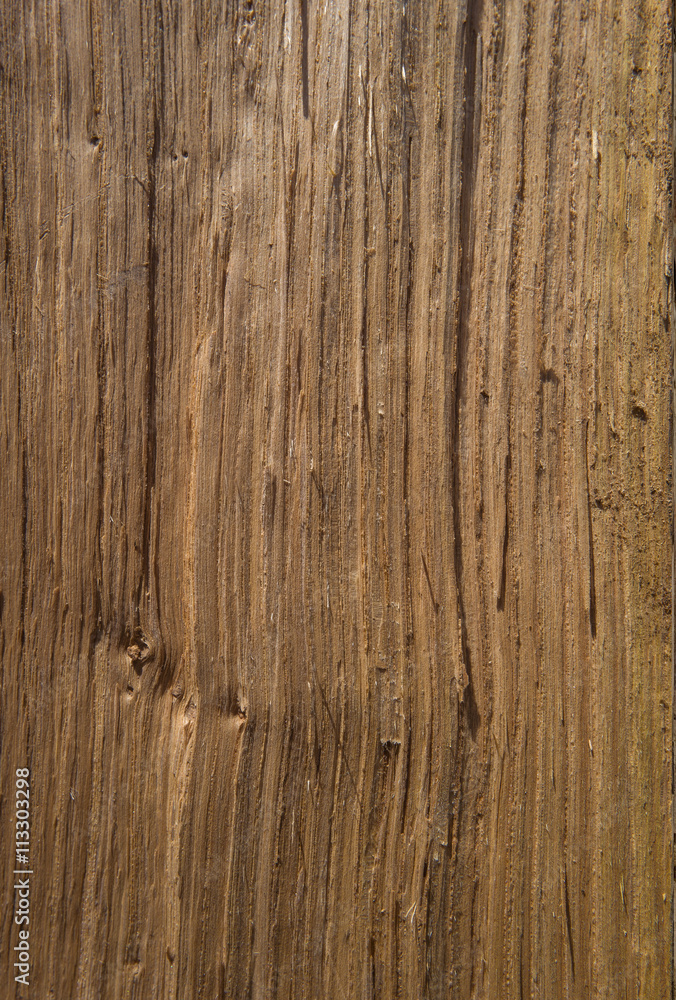 Fototapeta premium oak