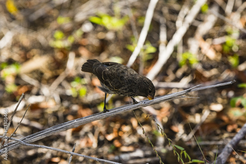 finch photo