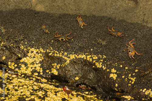 Sally Lightfoot Crab photo