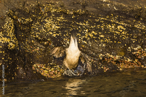 Flightless Cormorant photo