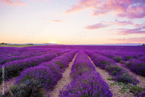 Lavender fields near Valensole in Provence, France on sunset