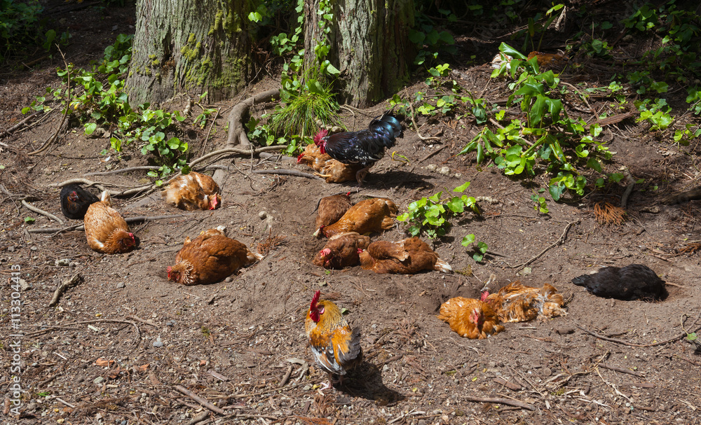 Obraz premium a comfortable living group of chicken in a forest on the azores