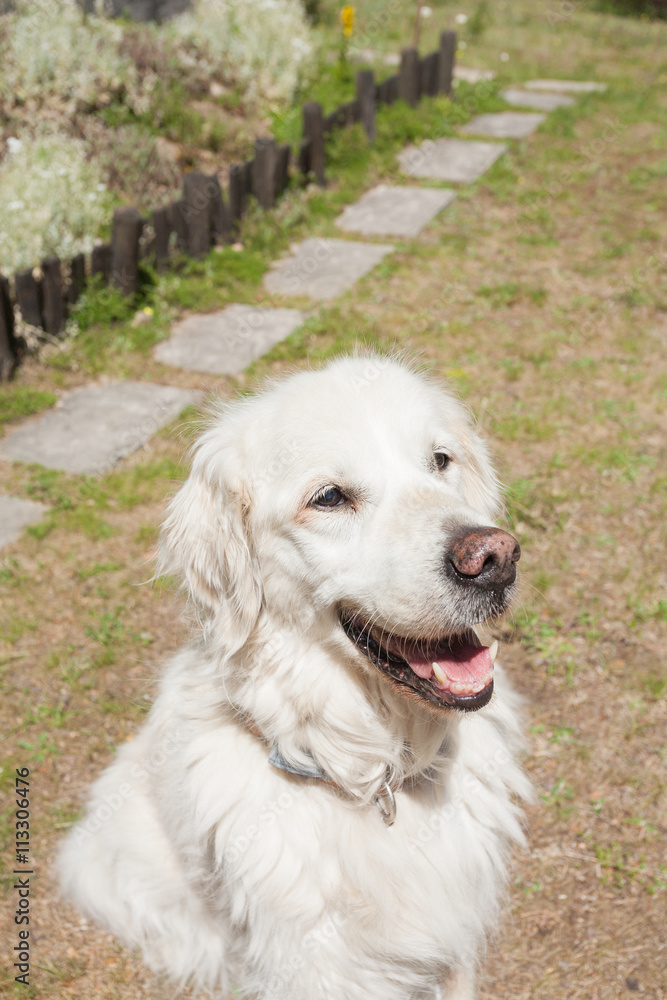 White happy dog golden retriever countryside White happy dog golden retriever countryside
