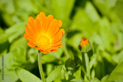 Wallpaper Mural Calendula officinalis - field marigold Torontodigital.ca