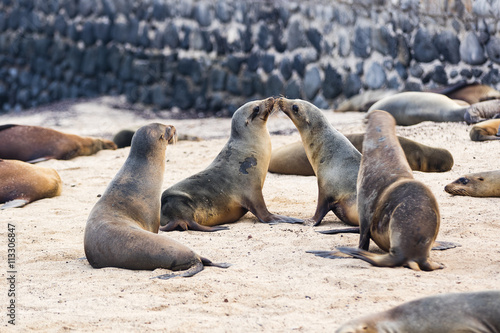 Canvas Print Sea Lion