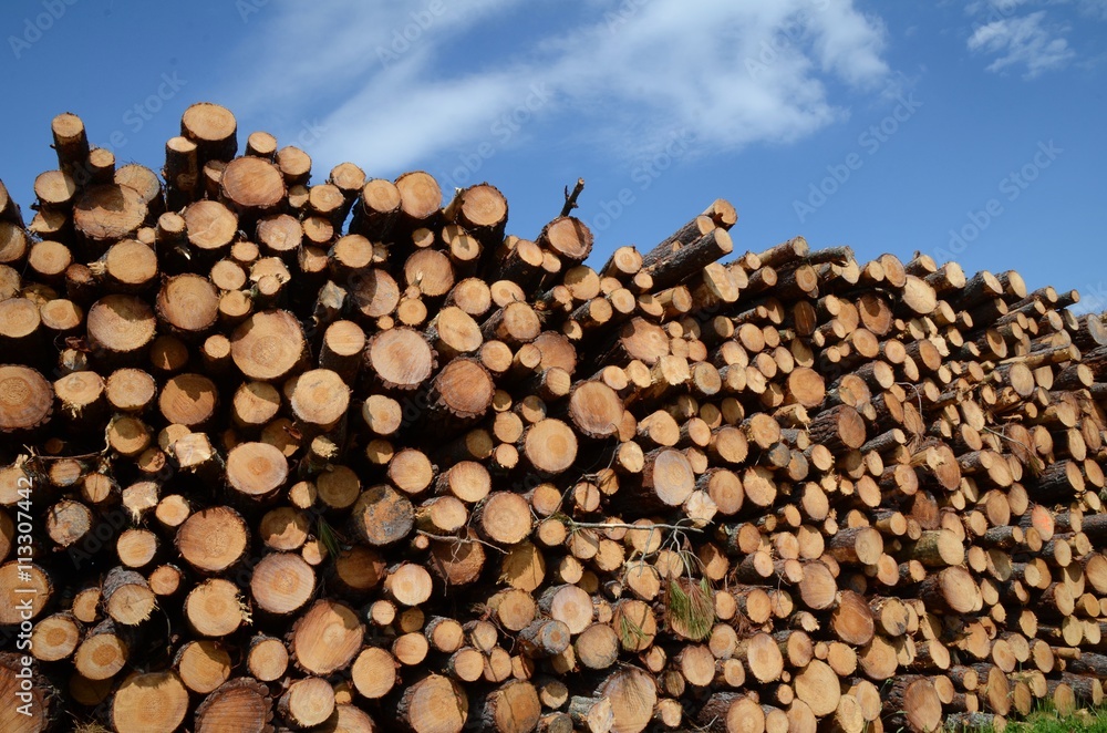 Entreposage extérieur du bois, forêt Landaise