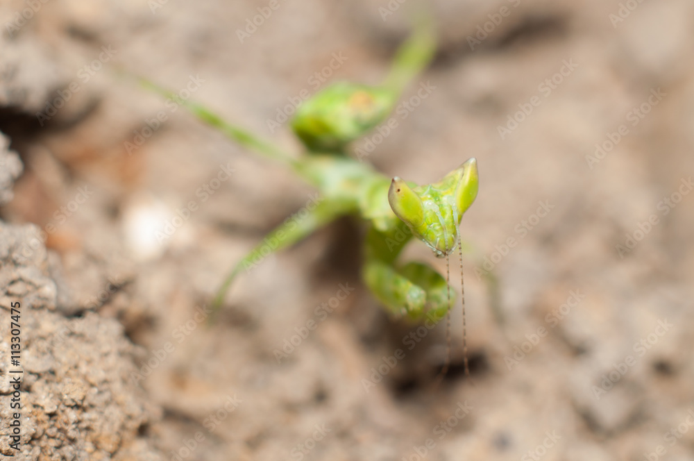 Mantis lives on grass in Asia Thailand