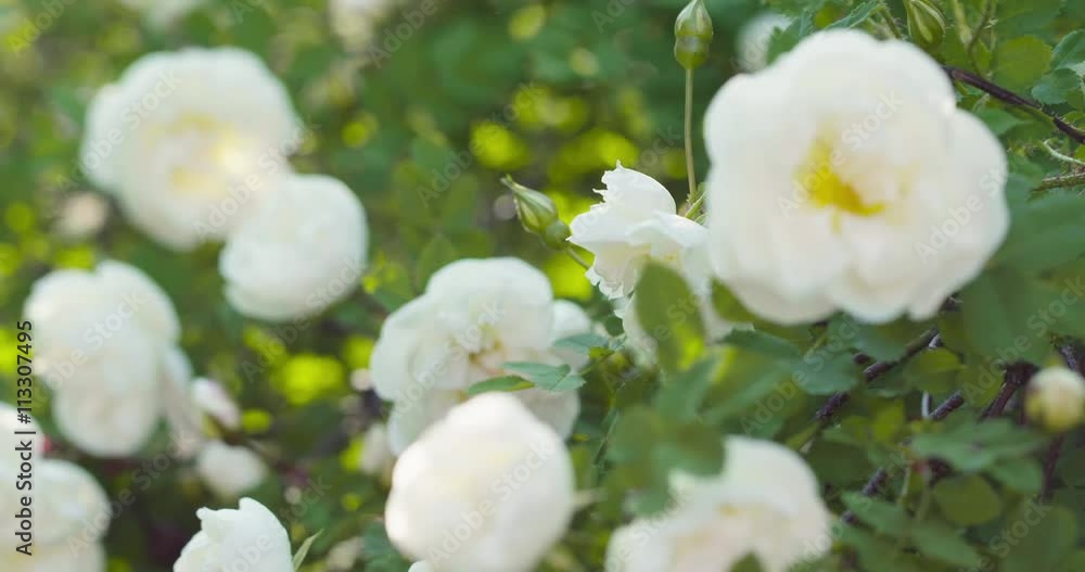 white tender rose flowers on briar bush focus pulled white tender rose flowers on briar bush focus pulled