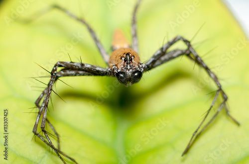 Macro Lynx Spider on leaf