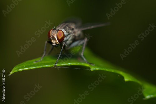 insect fly on on green leaf