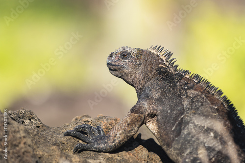 Marine Iguana