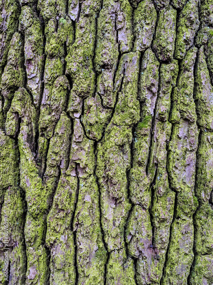 Baumrinde an einem Baum Baumrinde an einem Baum