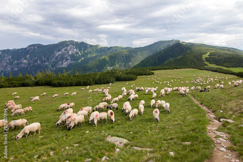 A flock of sheep on alpine meadows in Retezat National Park, Carpathians, Romania, Europe.