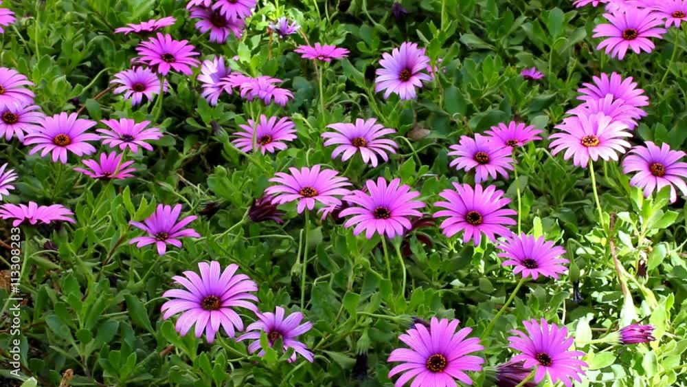 Flowering Purple Daisy or Gerbera in Garden Flowering Purple Daisy or Gerbera in Garden