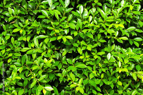 Wallpaper Mural Green leaves wall background Torontodigital.ca