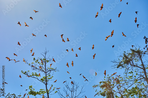 fruit bats flying Palawan Philippines