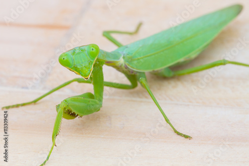 closeup green praying mantis on wooden background. Mantis religi