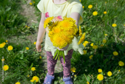 Fototapeta Naklejka Na Ścianę i Meble -  Bunch of yellow dandelion flowers in girls hand.