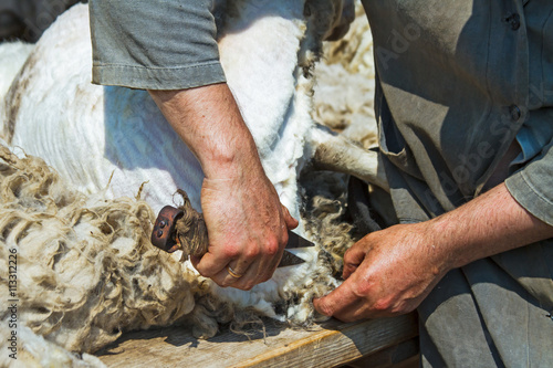 Sheep shearing hand scissors