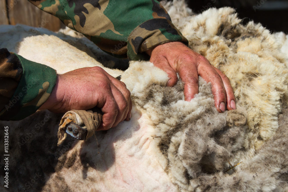 Sheep shearing hand scissors