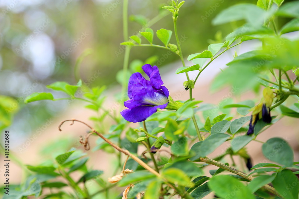butterfly pea, blue pea: blue flower, purple flower