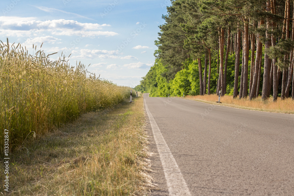 Fototapeta premium empty road near trees and field