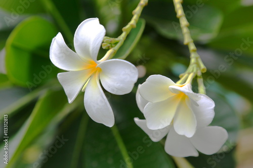white flower in thailand