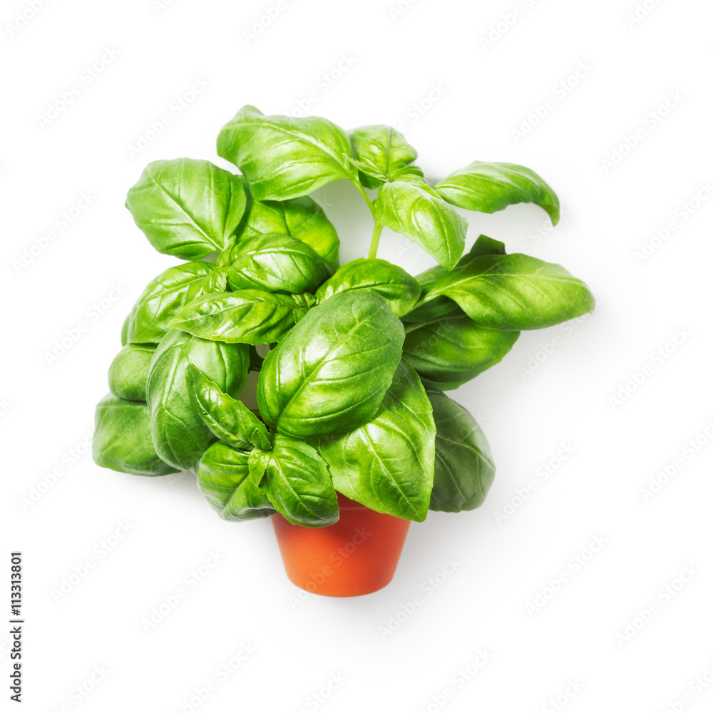 Fototapeta premium Basil leaves in flower pot