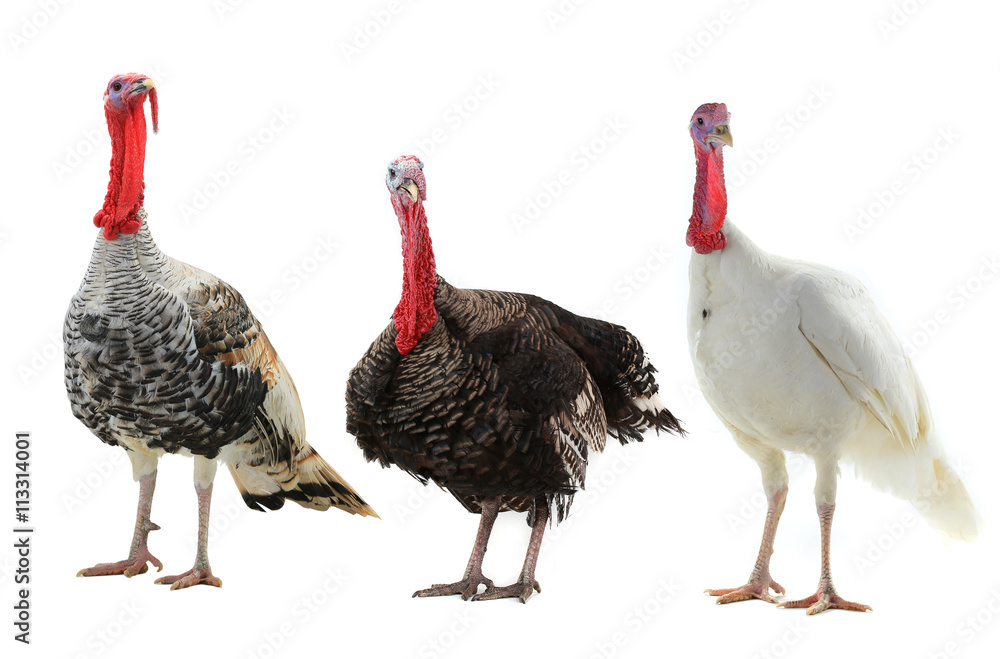 Obraz premium turkey