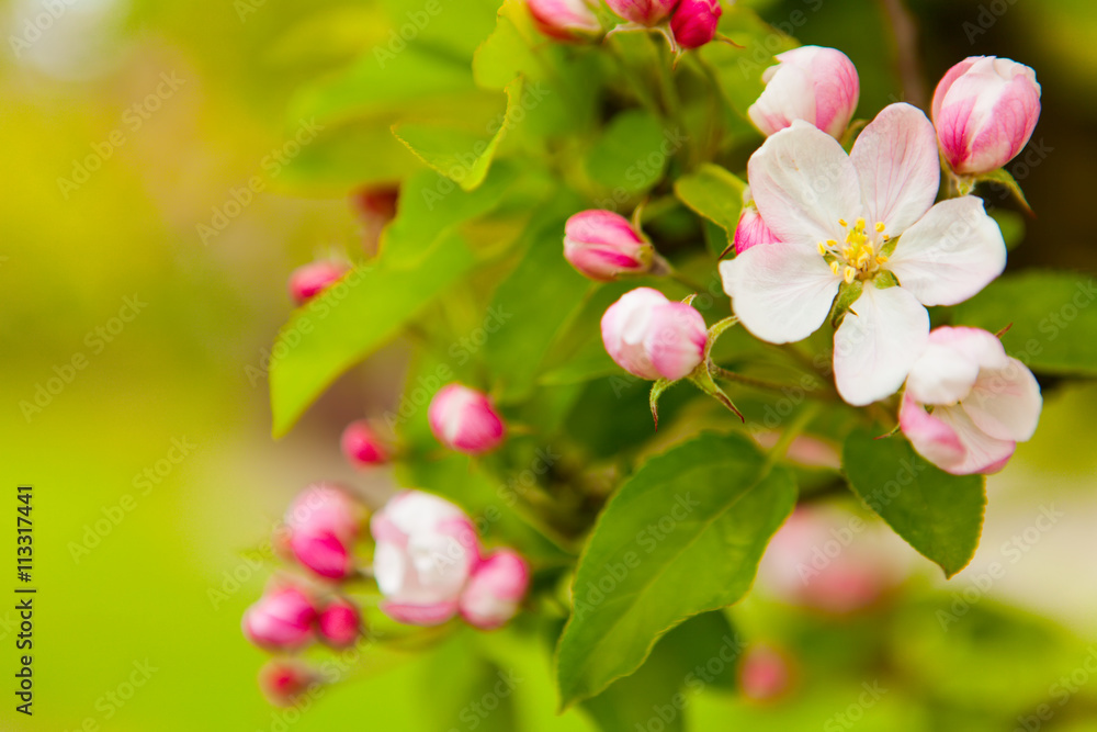 White and pink spring blossoming apple White and pink spring blossoming apple