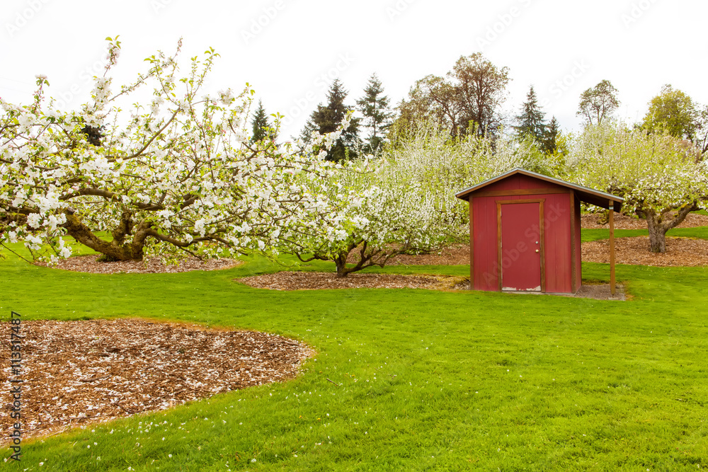 Obraz premium Blooming apple trees at spring