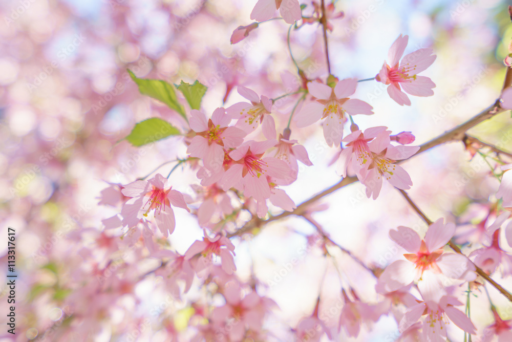 Fantastic cherry blossom in the sun light