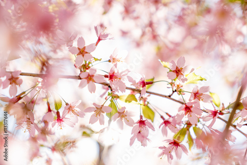 Fantastic cherry blossom in the sun light © maskin