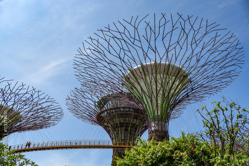 Fototapeta premium Supertree in Garden By the Bay, Singapore