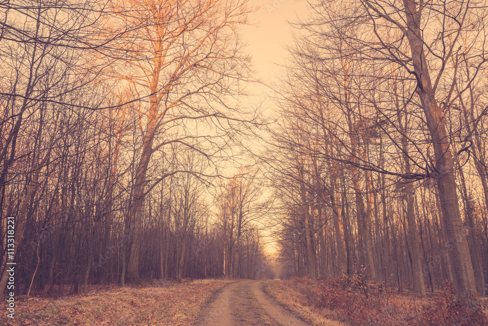 Fototapeta premium Road in the woods in autumn