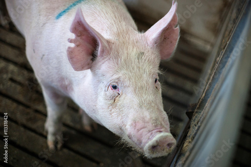 Hairy pig at a farm stable © Polarpx