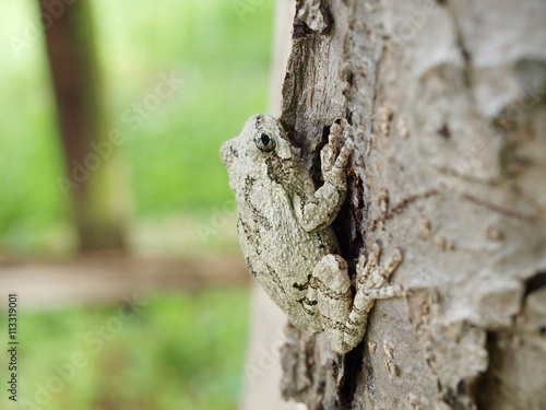 Treefrog on tree