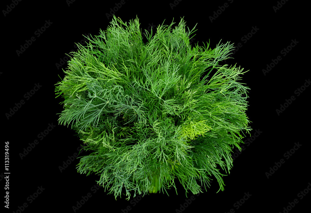 Dill herb on black