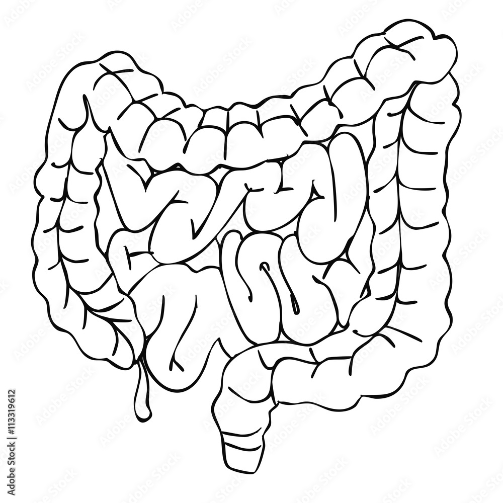 Illustration of large and small intestine Illustration of large and small intestine