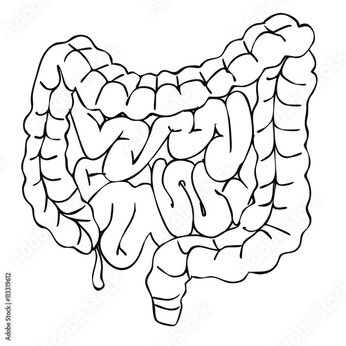 Illustration of large and small intestine