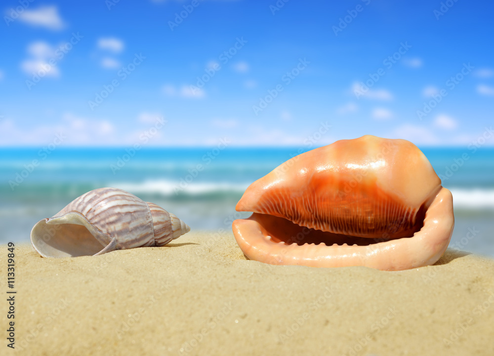 Sea shells on beach Sea shells on beach