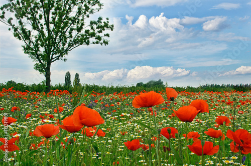 Fototapeta Naklejka Na Ścianę i Meble -  Summer happiness: meadow with red poppies :)