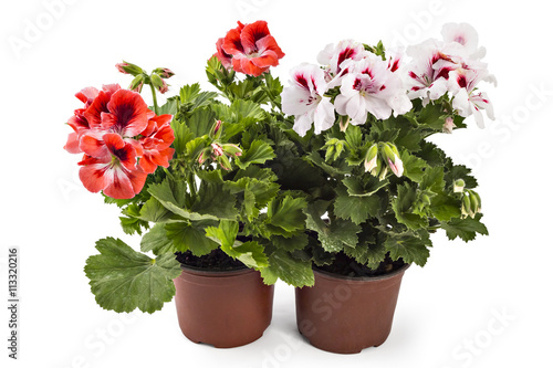 Fototapeta Naklejka Na Ścianę i Meble -  Red and white English geranium with buds in flowerpot isolated on white background