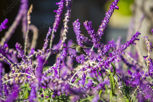 Hummingbird over green background with purple flowers