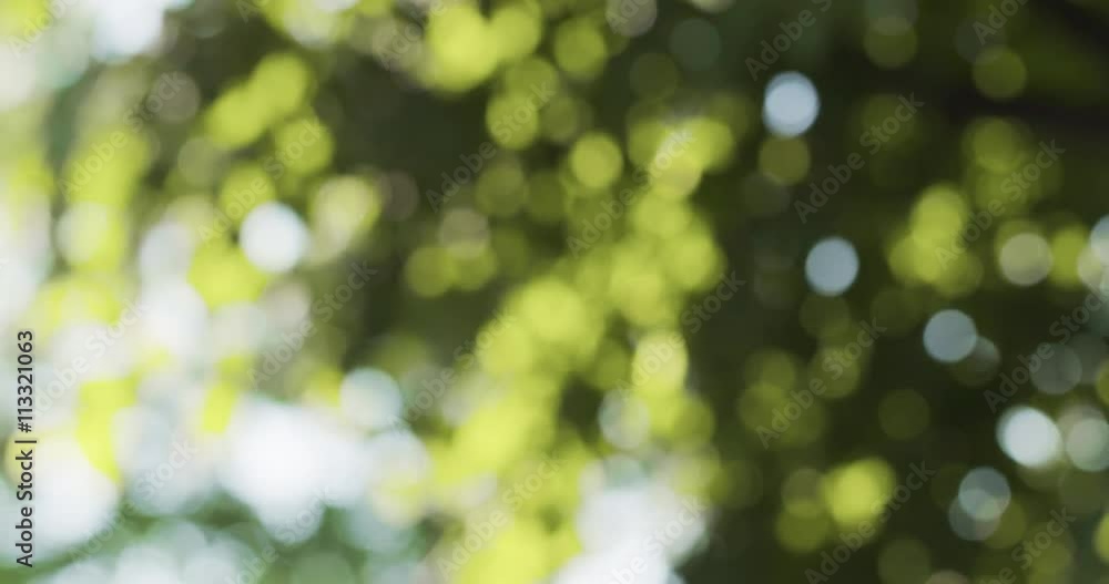 natural summer bokeh blur background with green leaves natural summer bokeh blur background with green leaves