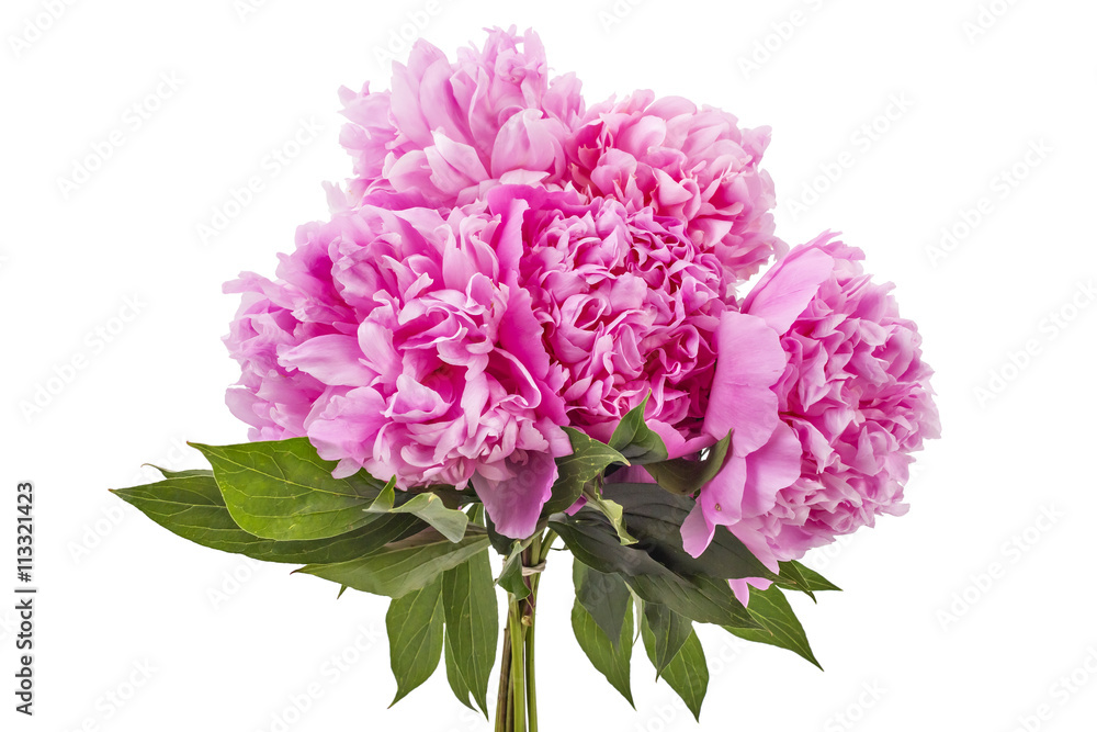 Beautiful pink peony flower, Paeonia lactiflora, isolated on white background