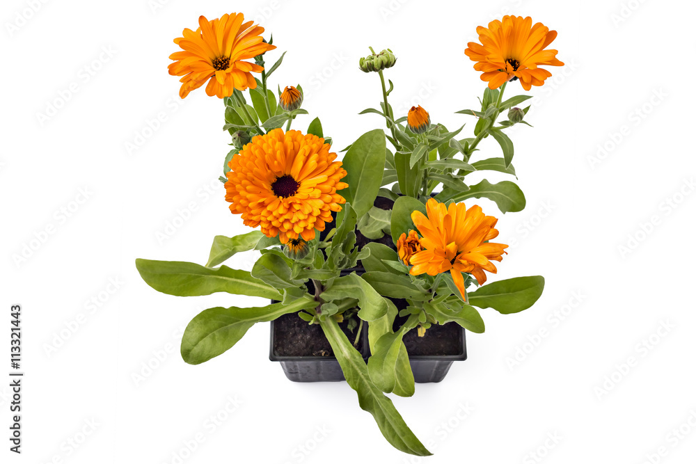 Fototapeta premium Four marigold flowers, Calendula Officinalis, with leaves in flowerpot isolated on white