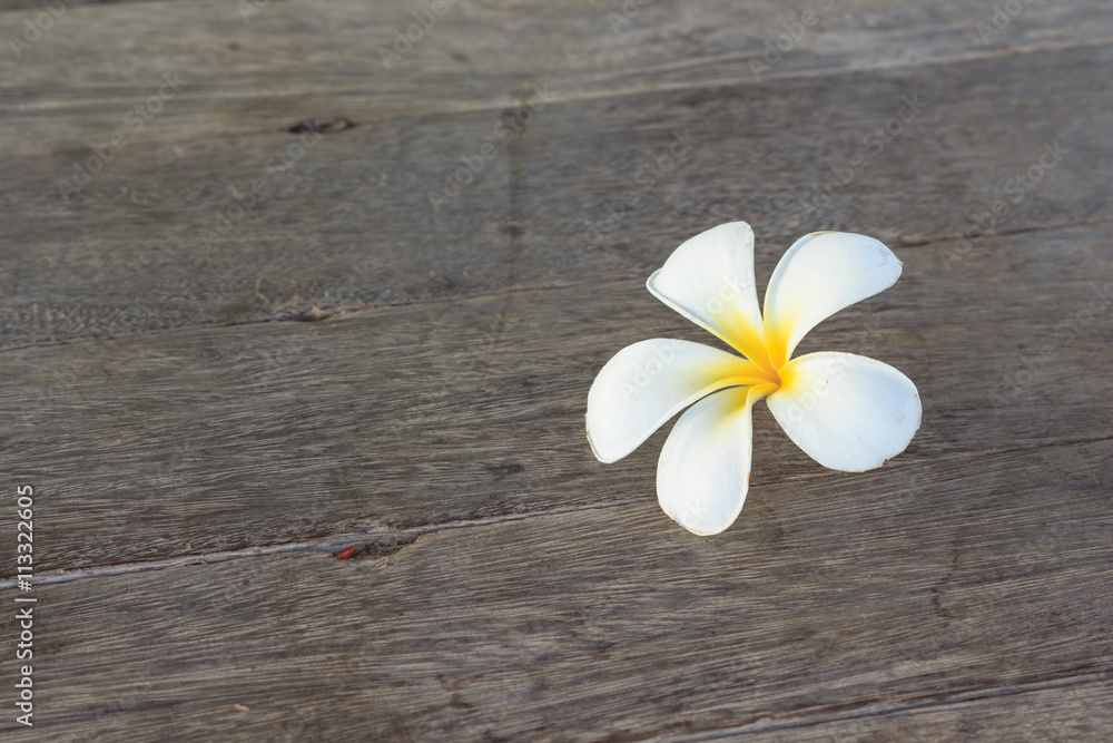 Plumeria white on wood background Plumeria white on wood background