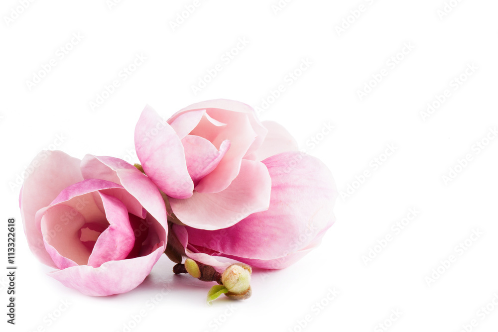 Fototapeta premium pair pink magnolia